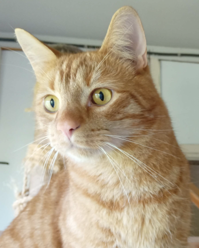 Ferdi