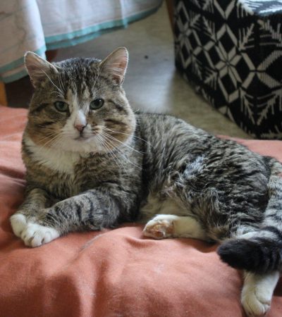 Alfonso