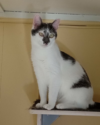 Villu